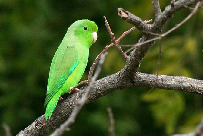 英雄联盟S15全球总决赛-一分钟了解鹦鹉